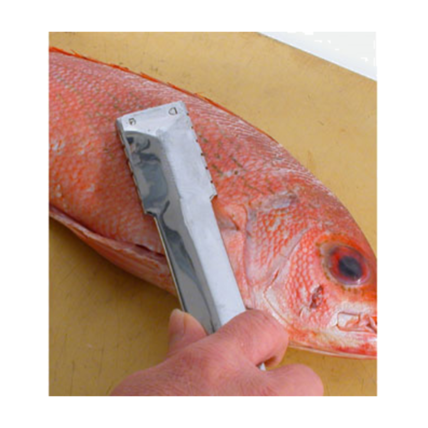 Descamador de pescado de ciudad - 48607